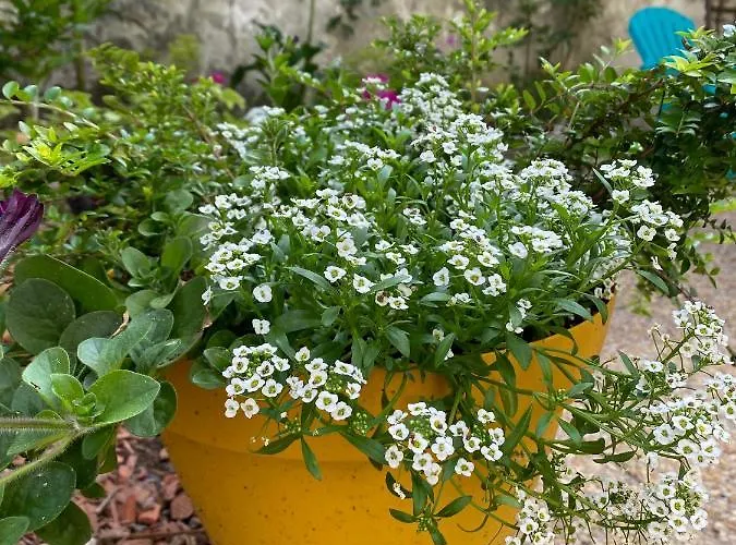 Serendipity 3* Eymet